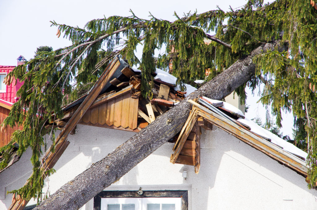 Umgestürzter Baum an einem Gebäude nach einem Sturm